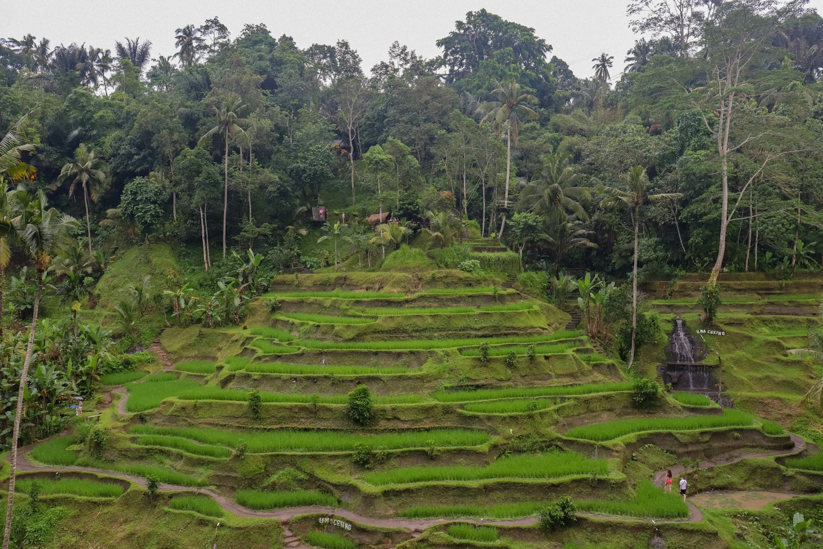 Lush green rice terraces on a hillside with trees.