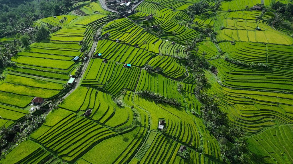 An aerial view of a lush green rice field