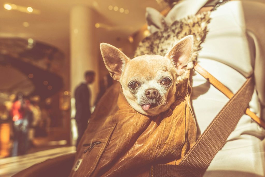 Bringing a Dog to Bali: The Real Rules