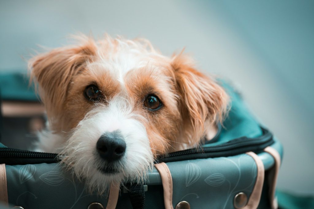 Bringing Pets to Indonesia (and the Bali Rules)